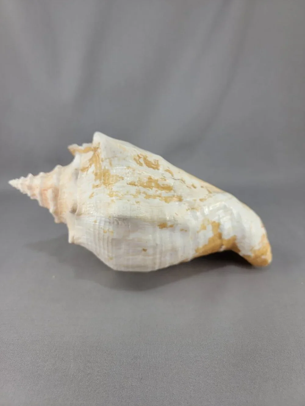 Vtg Natural Conch Shell Seashell Beach Nautical Home Decor Distressed Weathered